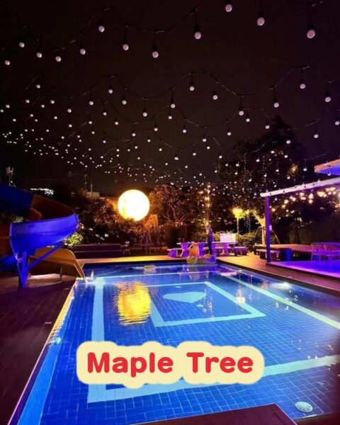 DV-404 Maple Tree