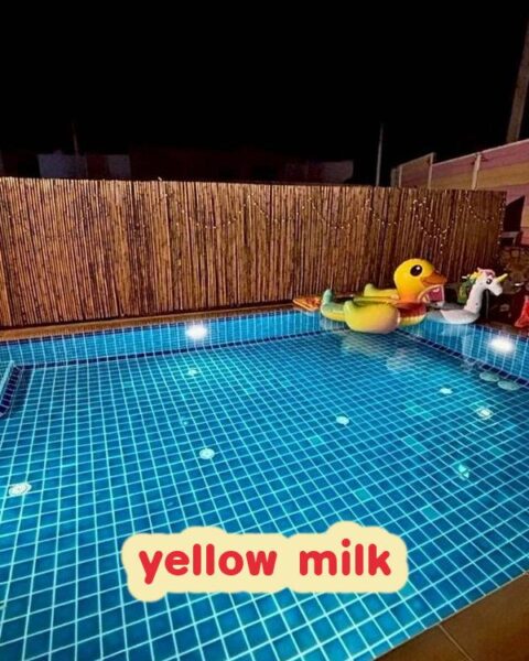 DV-113 yellow milk
