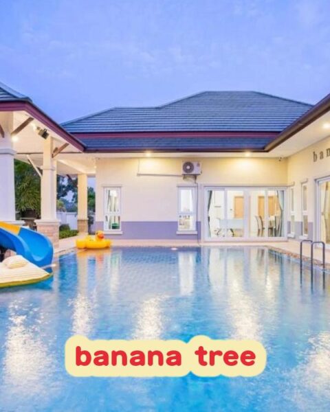 DV-1982 banana tree